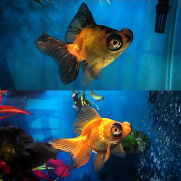 Butterfly Telescope Goldfish 2 Month Transformation