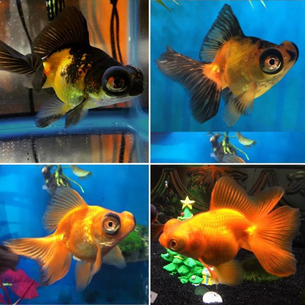 Butterfly Telescope Goldfish