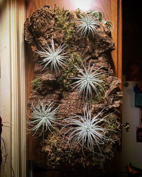 Air Plant Display