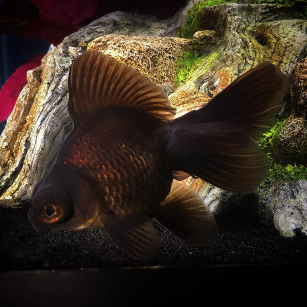 Black Butterfly Telescope Goldfish