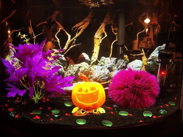 Halloween Aquarium