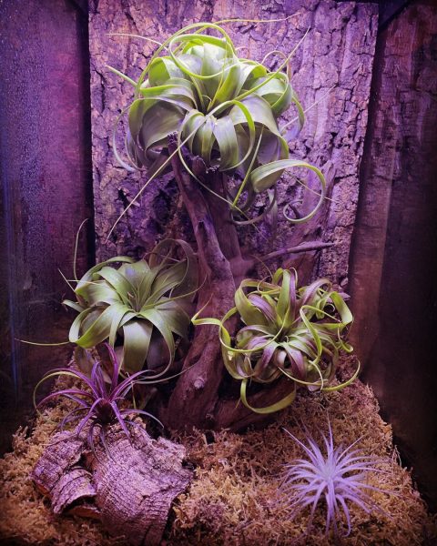 Air Plant Display