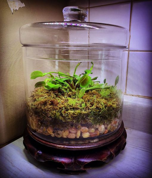 Venus Flytrap Terrarium