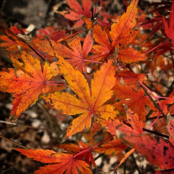 Japanese Maple