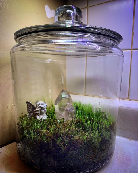 Moss Terrarium