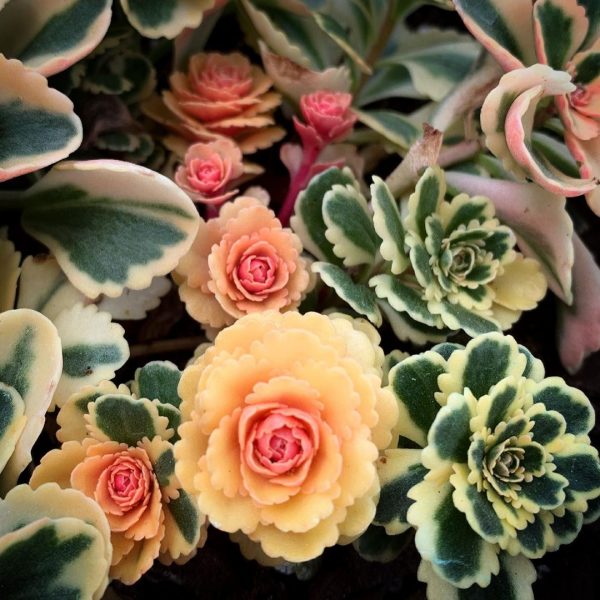 Atlantis Sedum