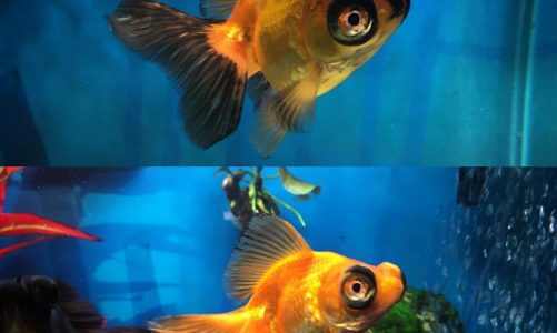 Butterfly Telescope Goldfish 2 Month Transformation