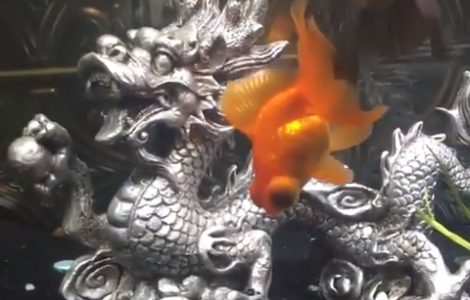 Goldfish Aquarium