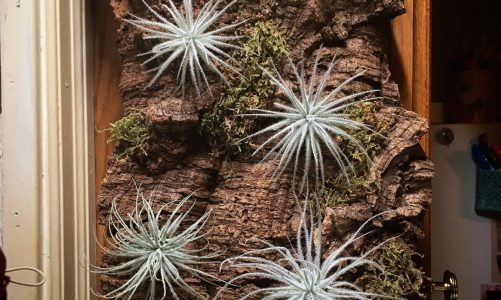 Air Plant Display