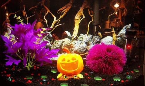 Halloween Aquarium