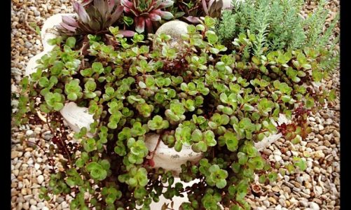 Succulent Bird Bath Garden