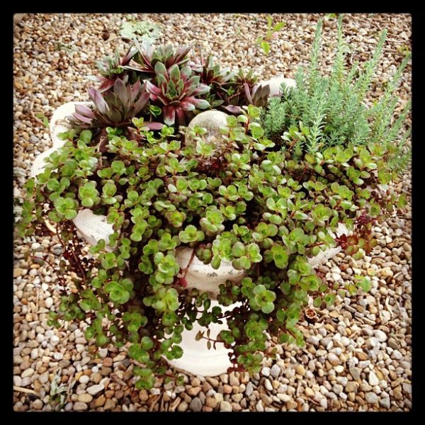 Succulent Bird Bath Garden