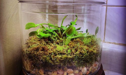 Venus Flytrap Terrarium