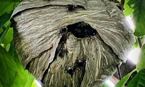 Bald Faced Hornet Nest
