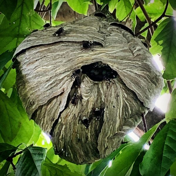 Bald Faced Hornet Nest