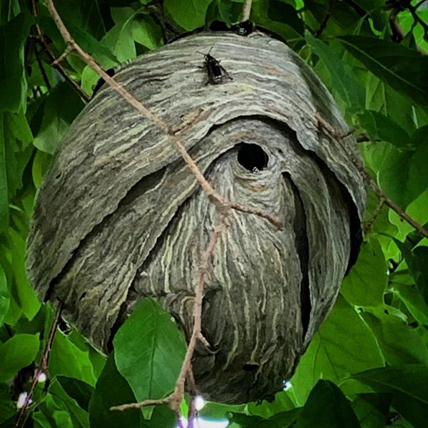 Bald Faced Hornet Nest