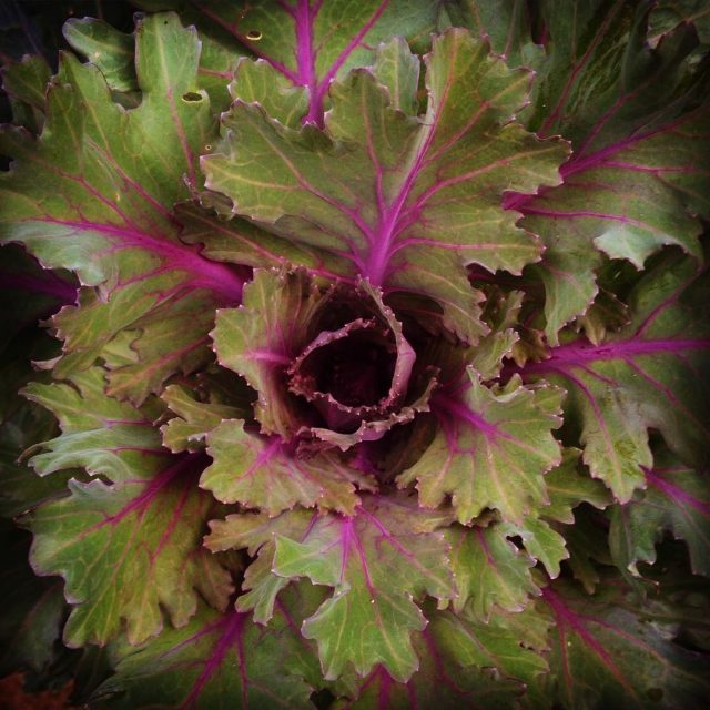 Fall Kale