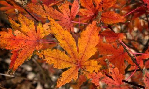 Japanese Maple