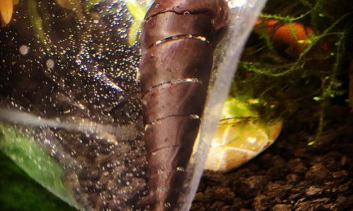 Black Devil Spike Snail