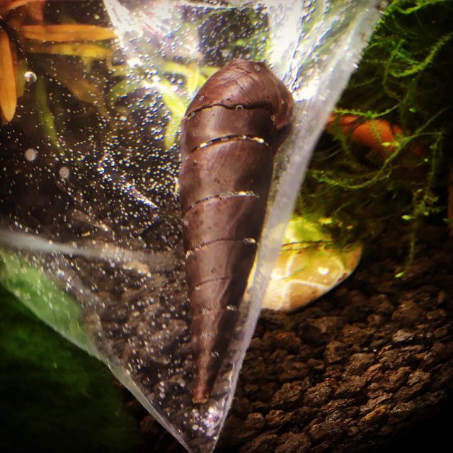 Black Devil Spike Snail