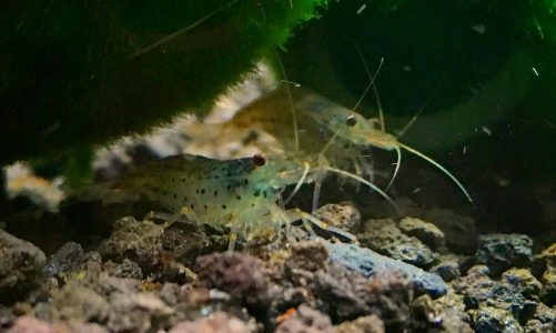 Amano Shrimp