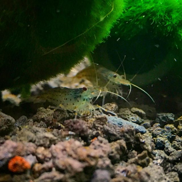 Amano Shrimp