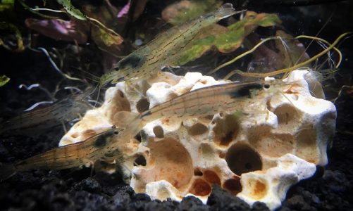 Amano Shrimp