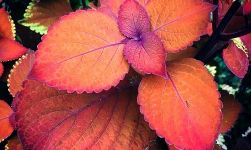 Coleus Plant