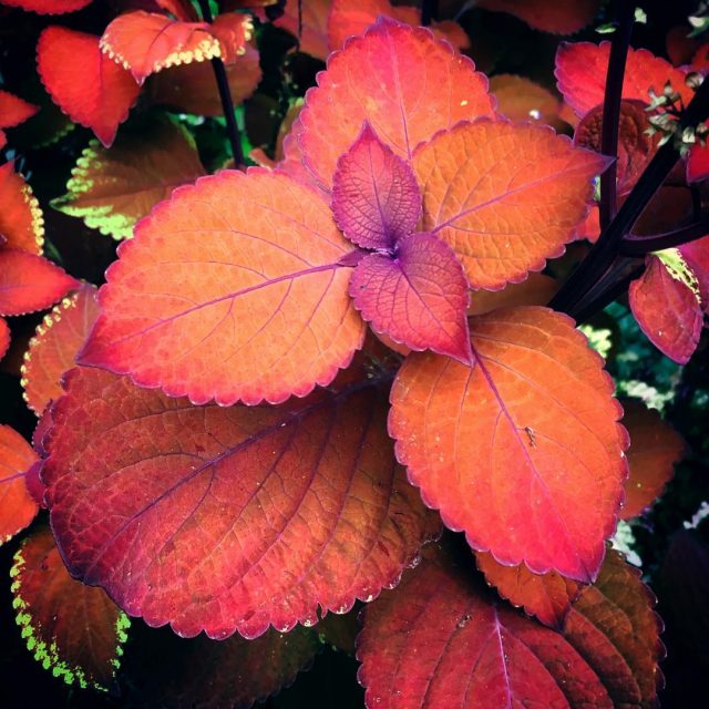 Coleus Plant