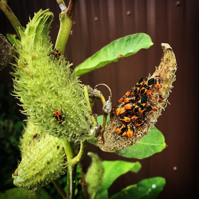 Common Milkweed