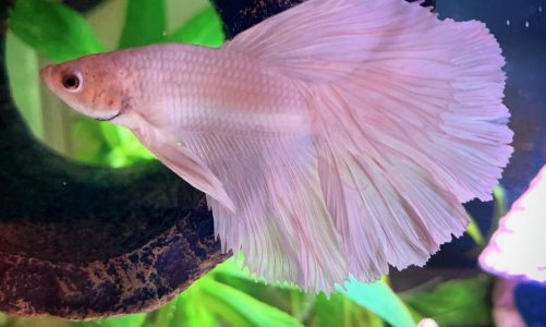 Halfmoon Platinum Betta