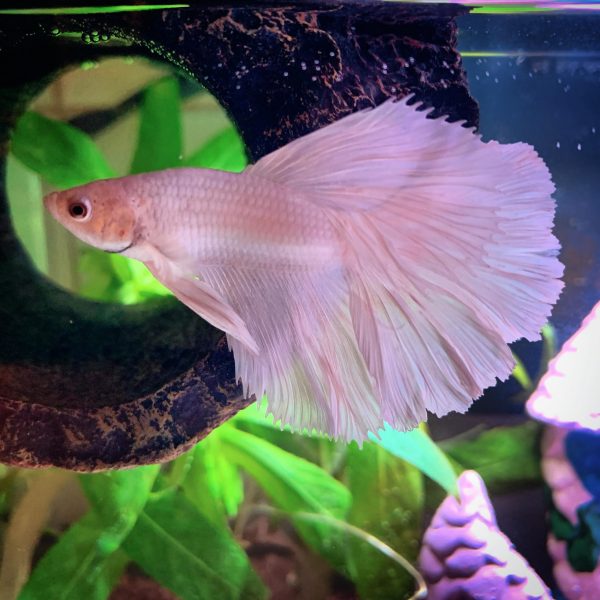 Platinum Half Moon Betta