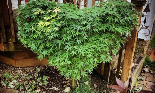 Japanese Maple