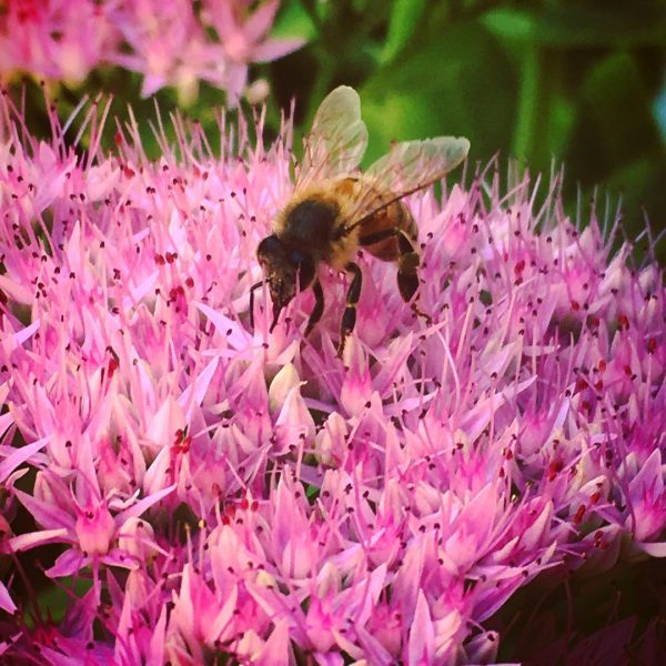 Stonecrop Bee