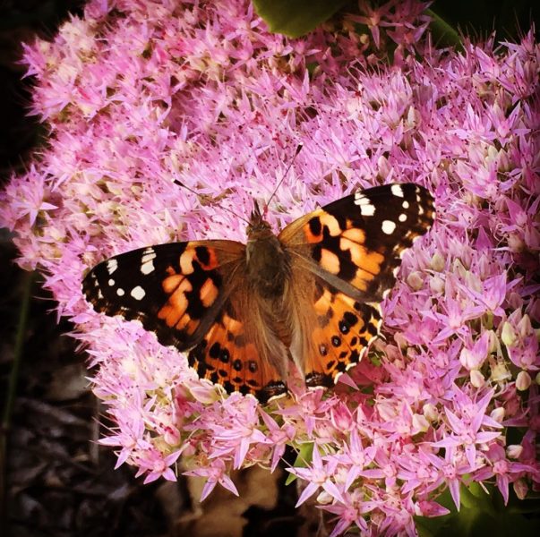 Painted Lady Butterfly