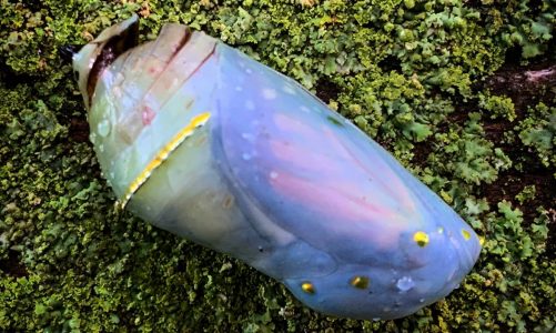 Monarch Chrysalis