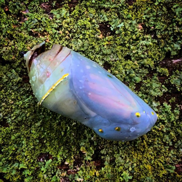 Monarch Chrysalis