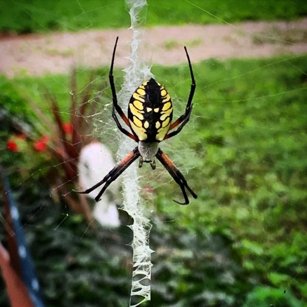 Orb Weaver Spider