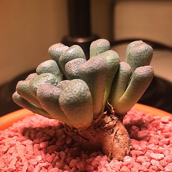 Aloinopsis Schooneesii