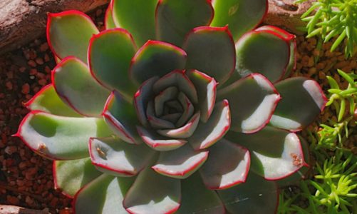 Echeveria Pulidonis