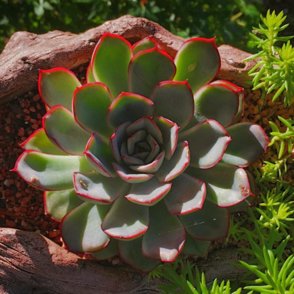 Echeveria Pulidonis