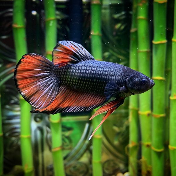 Halfmoon King Betta