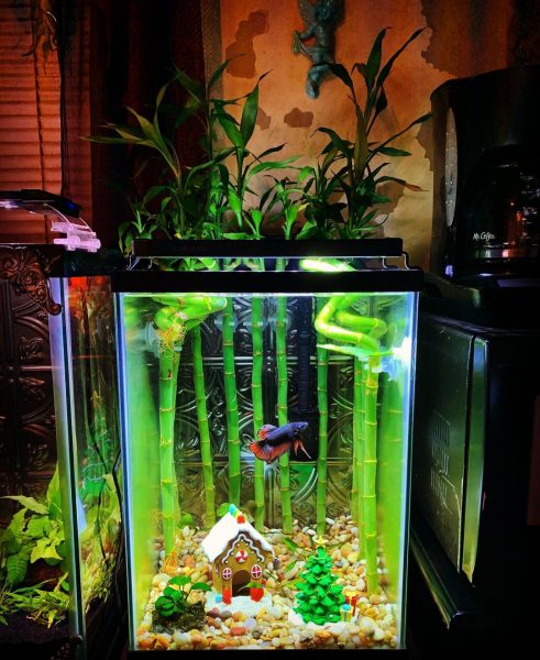 Betta Aquarium